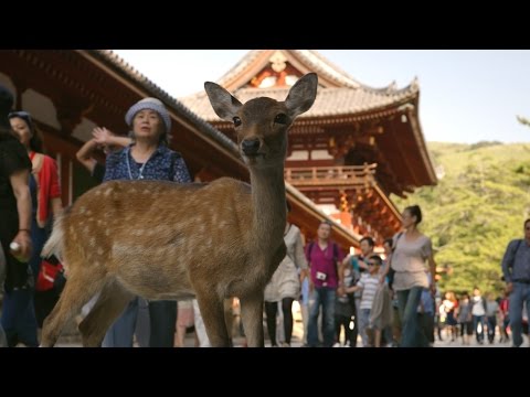 Nara Deer visit the temple - Japan: Eart