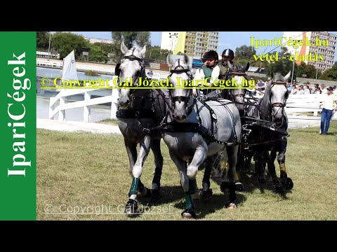 Fogathajtás, RAKOCZI Gergo (42), ROU, 6s, Marathon, 4K, Bp., 2021., sv4K210904-1-1814-220111