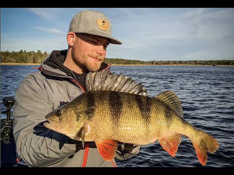 Perch Fishing With Westin and Daniel Nilsson