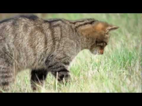 download lagu mp3 mp4 Gato Montes España, download lagu Gato Montes España gratis, unduh video klip Gato Montes España