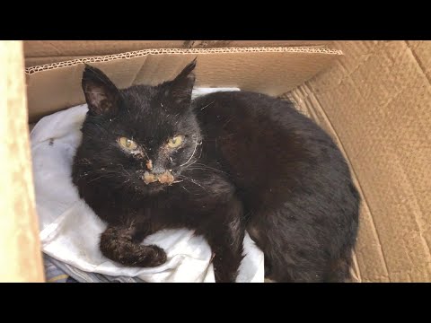 Torn Ears and a Nose Full of Crust - Rescue of a Fighter Cat !!