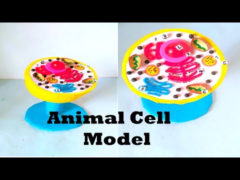 Animal Cell Model 3D model making using cardboard and paper howtofunda still model