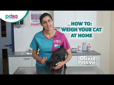 How To Weigh Your Cat At Home: PDSA Petwise Pet Health Hub