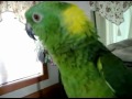 Zpivajici papousek (Tearon) - Známka: 1, váha: střední