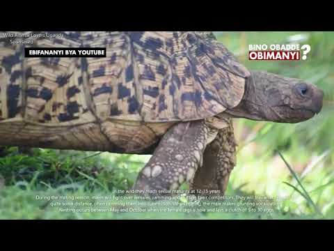 BIINO OBADDE OBIMANYI [ BUBUUNO OBULAMU BW'ENFUDDU] TORTOISE LIFE SPAN