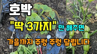 호박심고 잘 자라지 않을때 이것 해주면 가을까지 호박이 주렁주렁 달립니다 #호박순치기 #호박웃거름
