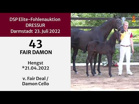 KN 43: Hengstfohlen v. Fair Deal/Damon Cello