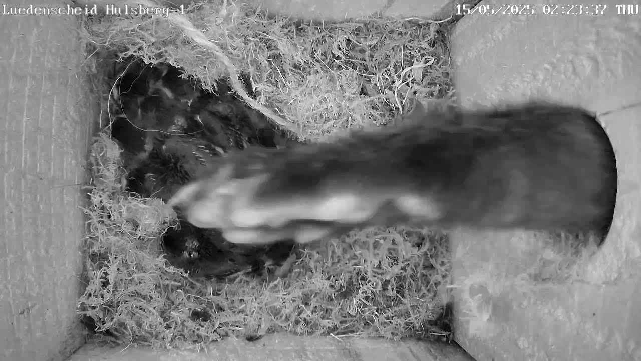 Zweiter Plünderungsversuch durch Marder | 15.05.2025