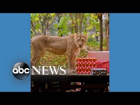 Animals at London Zoo open Christmas presents  l ABC News