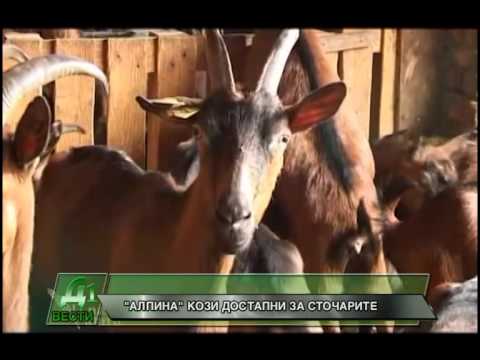 ALPINA KOZI   DOSTAPNI ZA STOCARITE