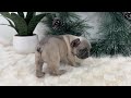 French Bulldog dogs for sale: Halden - Video 1