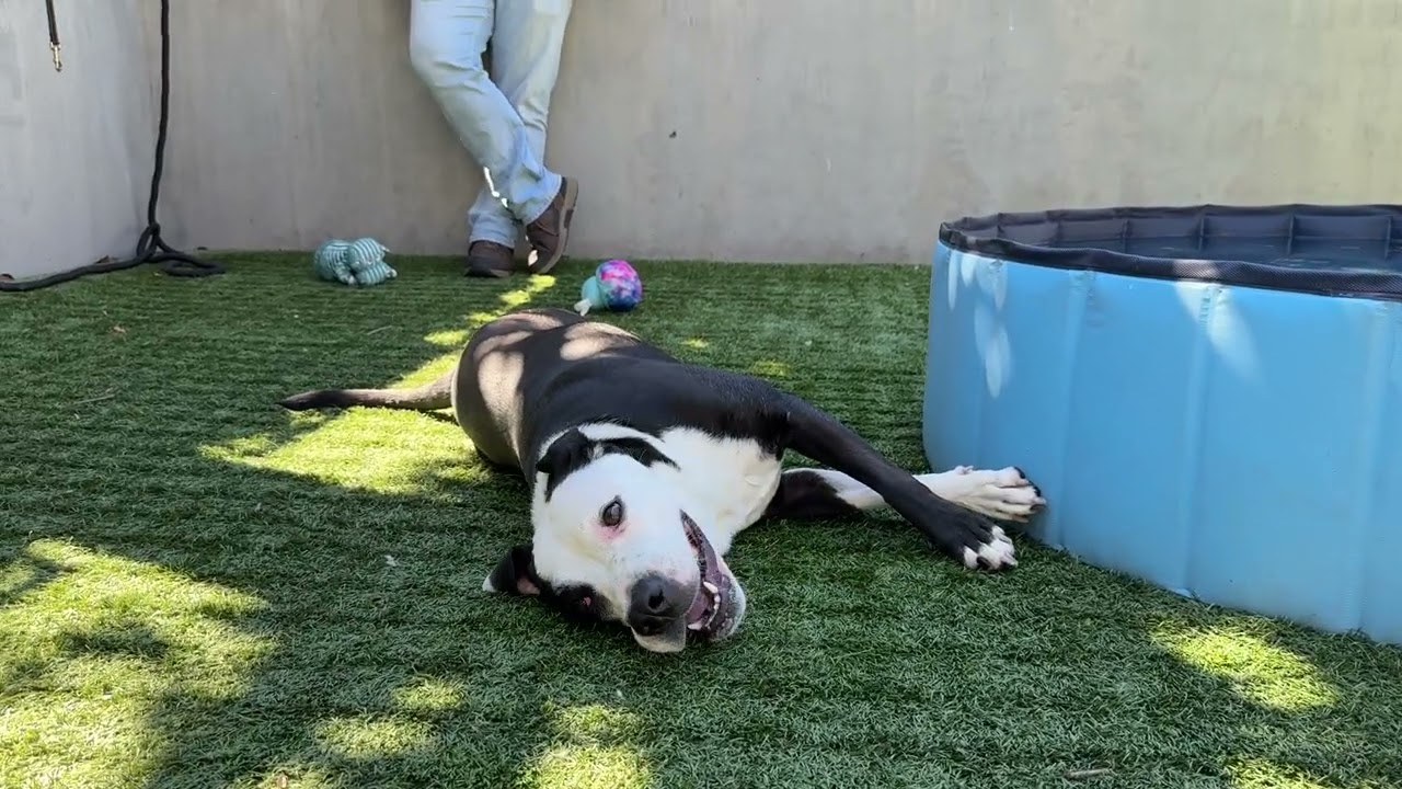 Monica, a Adoptable Pit Bull Terrier in Pasadena, CA video 6/6