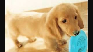 Porta   niñas guarras pero los tios son unos cerdos