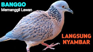 Download lagu Suara Burung Tekukur Gacor Banggo Terbaik 2025 Full Menguku Memanggil Lawan mp3