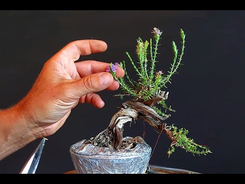 Bonsai Tree Thyme 27 Step 1