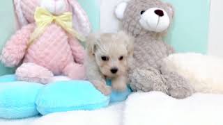 ハーフ犬の動画01