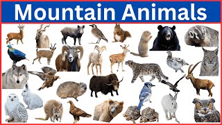 Most FASCINATING Mountain Animals You Need To See!
