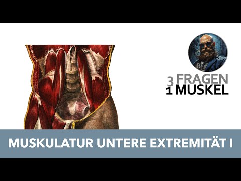 3 Fragen 1 Muskel Untere Extremität 1 | Anatomie Prüfung