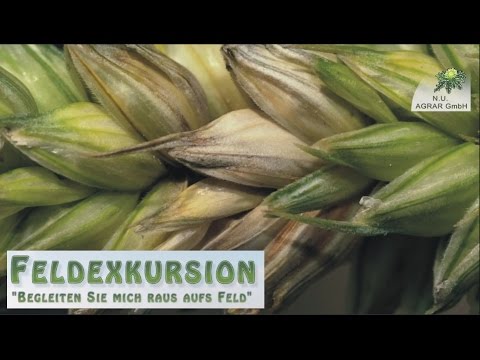 8. Feldexkursion: Ährenmaßnahme im Weizen - NU Agrar, 03.06.2015