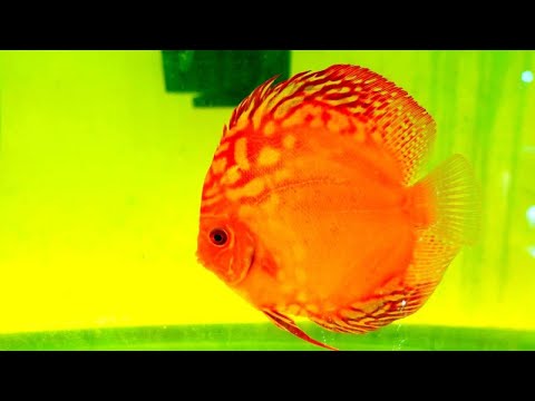 JACK WATTLEY DISCUS HATCHERY TOUR - Breeding Discus Fish and Wild Caught Discus