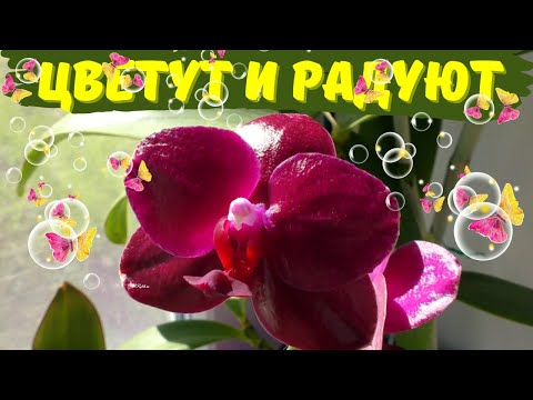 Цветут и радуют! Летнее цветение азиатских орхидей (Часть 2)