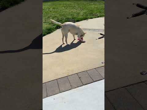 Tommy, an adoptable Labrador Retriever Mix in Long Beach, NY_image-1