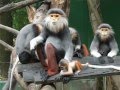 Douc Langur At Safari World Zoo Bangkok, Thailand ...