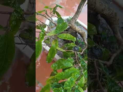 mai vàng miền bắc cụ thể tại Thái Bình