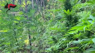 maxi-sequestro-di-marijuana-viola-tanto-cara-alla-generazione-z