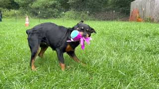 Video preview image #1 Rottweiler Puppy For Sale in Mooresville, NC, USA