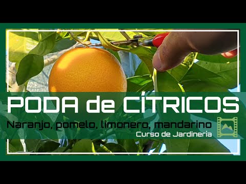 , title : 'Cómo y Cuándo PODAR los CÍTRICOS: 🍊naranjo, 🍋limonero [Capítulo 8] Curso básico de Jardinería | LdN'