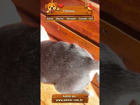 Vídeo de Filhotes