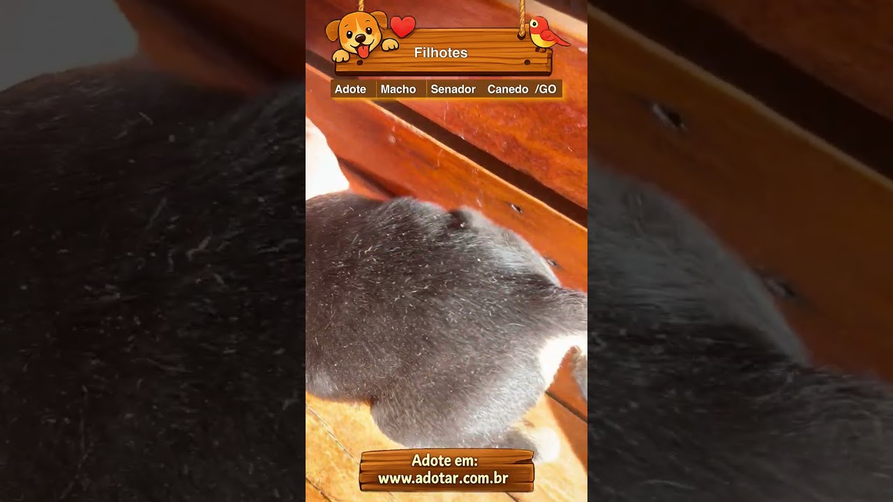 Cachorro raça SRD-ViraLata idade Abaixo de 2 meses nome Filhotes