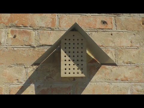 Дом для диких и домашних пчел