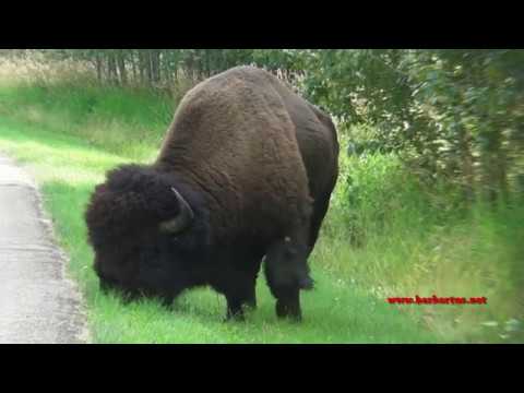 Bisonte americano ( Bison bison ) Bison