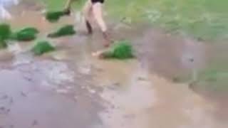 Download lagu gadis cantik tanam padi mp3