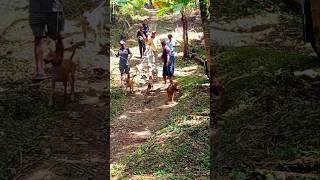 Download lagu Para pemburu berombongan masuk Rimba mp3 Download lagu Para pemburu berombongan masuk Rimba mp3