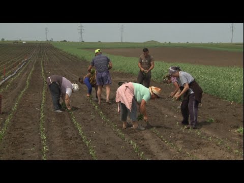 TV IALOMITA - "Sute de hectare cu legume la Gura Ialomiței"