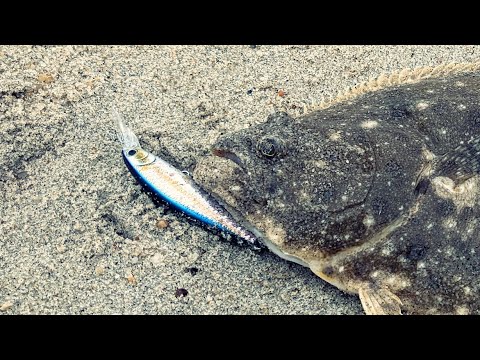 Surf Fluke Limit - Jerkbait, Jerkshad - and Private Lessons Explained - Beach Flounder Fishing