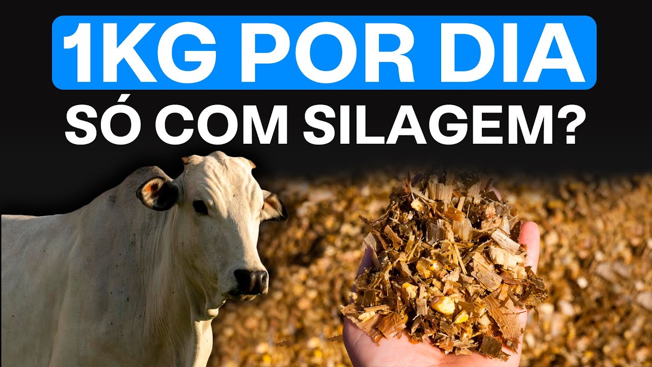 1kg por dia só com silagem de milho, é possível?