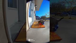 boxing  #sora2  #aivideo #shorts
