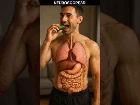 🥒 What Happens When You Eat a Cucumber? | 3D Medical Animation