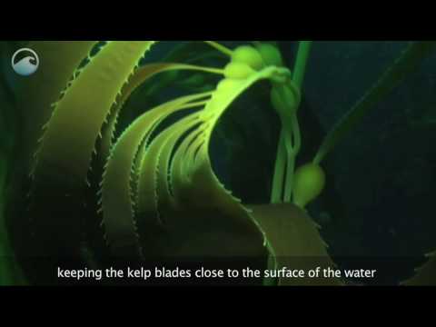 What is a Kelp forest?