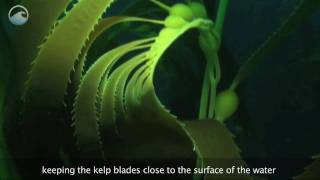 Underwater Kelp Video