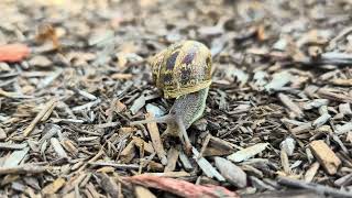 Unmasking the Miniature: Is it an Alien or a Snail?
