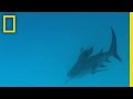 Bull Sharks National Geographic