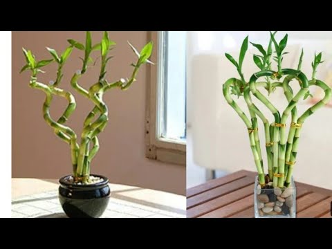 , title : 'اكثار نبات عصا موسى البمبو بطريقتين how to grow lucky bamboo from cuttings'