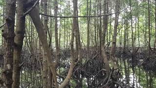 preview picture of video 'Mangrove Park Saleba , Bontang Kalimantan Timur'