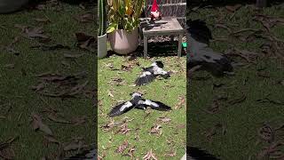 Magpies Lie Flat on the Ground For Sunbath