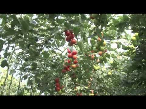 Agricultura Intensiva en El Ejido 1/3